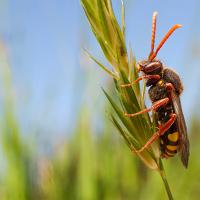 Nomada Bee wideangle 